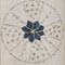 Image: Detail from the Voynich Manuscript