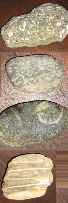 Image: Fossils