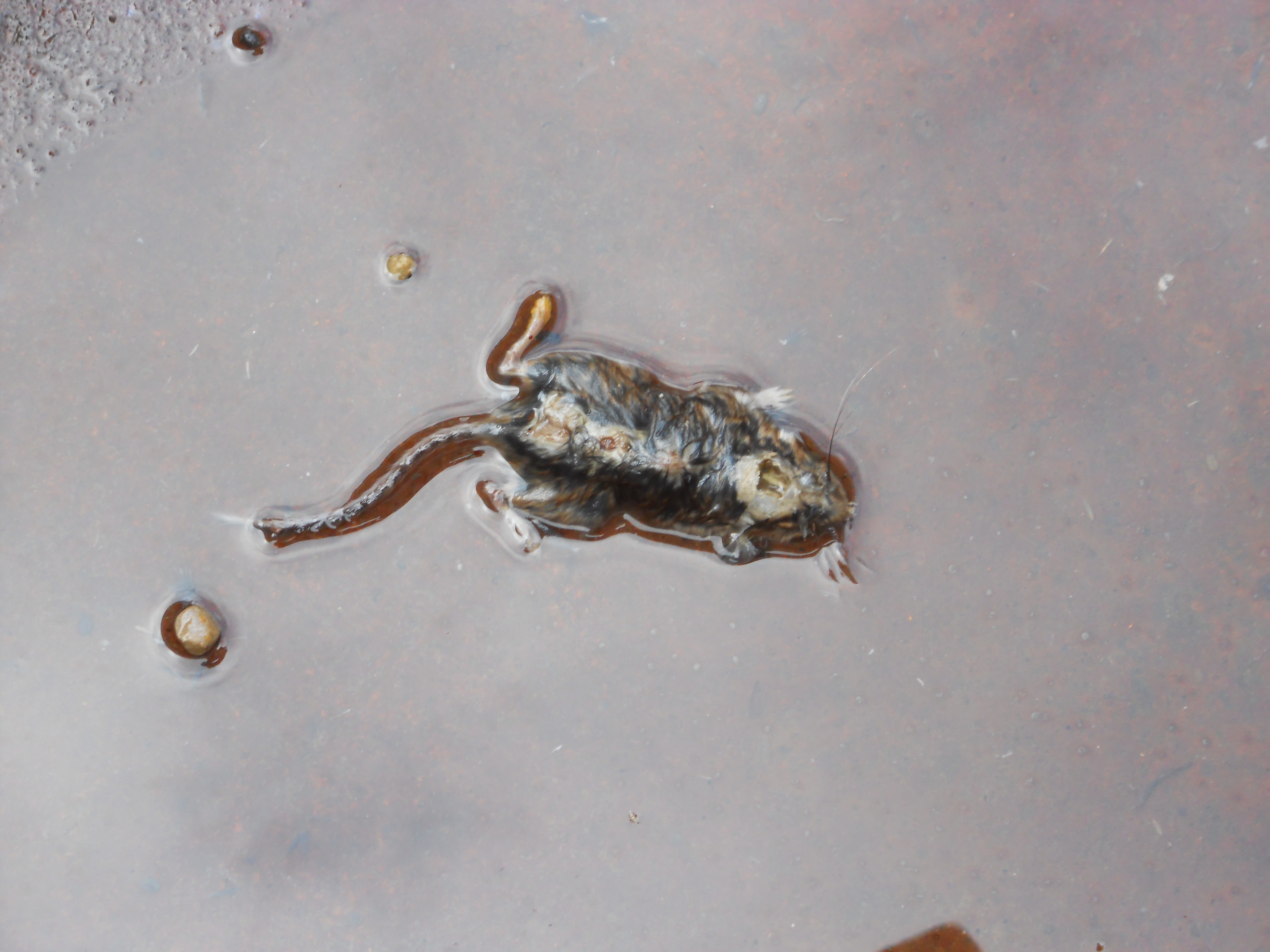 dead mouse in aluminum trough
