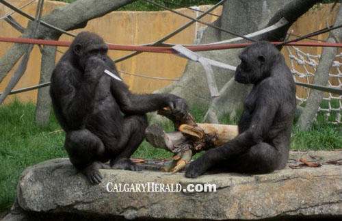 Image: Gorilla with knife